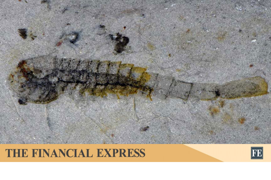 thefinancialexpress.com.bd