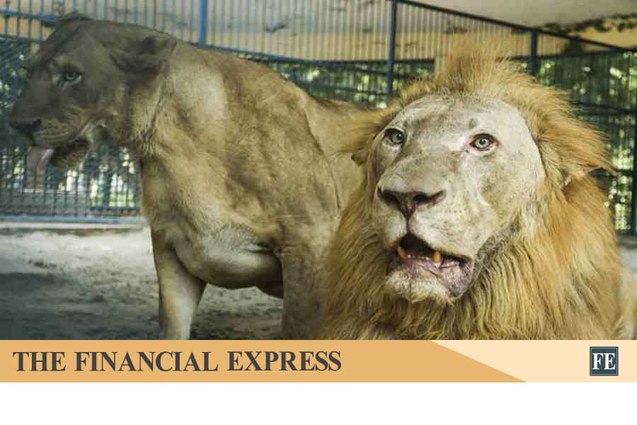 Lioness brought back into Dhaka zoo cage 2.5 hours after escape