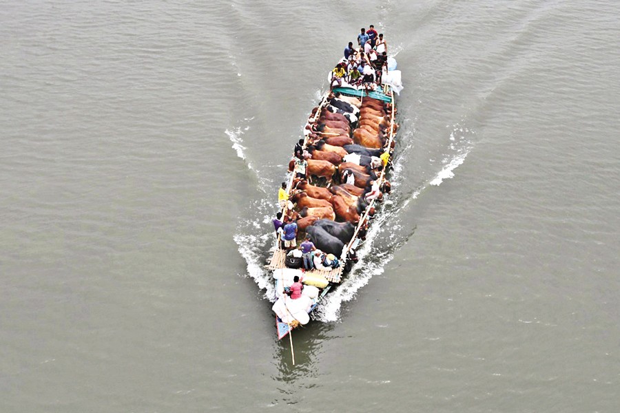 Sacrificial animals are being transported to makeshift cattle markets in Dhaka by river. In the photo taken from Postogola Bridge on Tuesday, a motorboat packed with cows moves along the Buriganga River