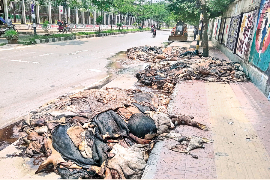 Aggrieved by unfair prices, traders throw away cowhides on the street in Dhaka's Palashi area on Sunday, the day after Eid-ul-Azha. — FE Photo