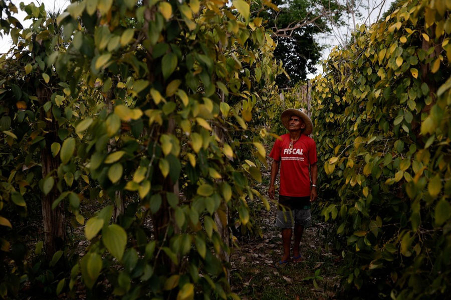Paulo da Silva Bezerra, 62, a subsistence farmer stands in his fields near dried out leaves and fruit, after talking about how plants are suffering by the expansion of soy in the region that was once a humid, lush forest with abundant rain, in Santarem, Para state, Brazil October 7, 2024.