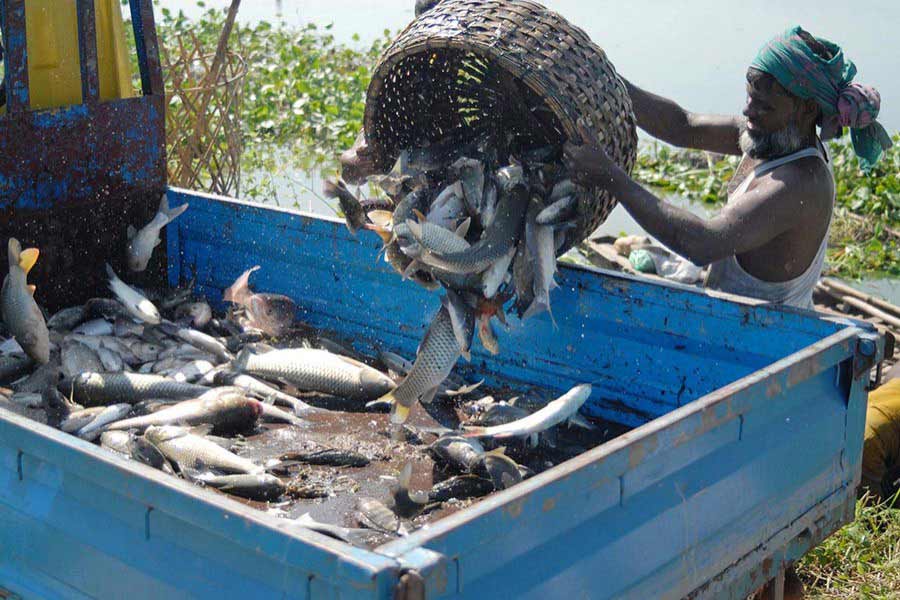 Bangladesh exports fish and fish products to over 50 countries The