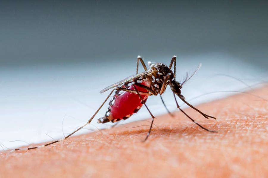 138 newly hospitalised with dengue fever in 24 hours