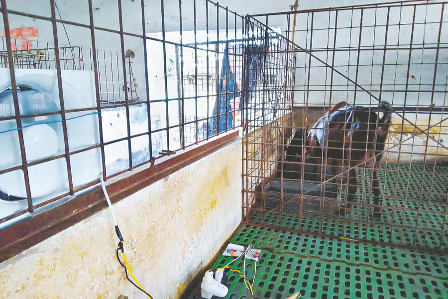 A glimpse of the improved livestock system