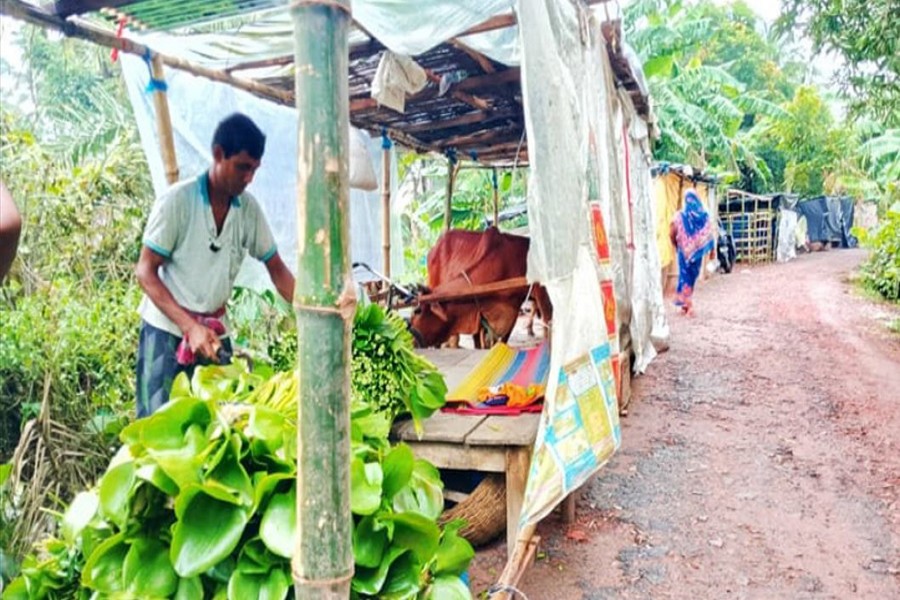 A man feeds a cow on a road in Dumurtala village of Abhaynagar upazila in Jashore