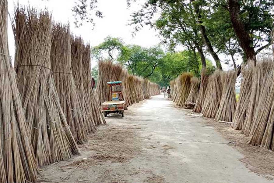 Photo shows jute sticks are being dried on both sides of Suntijola and Ekdanta-Debottar road in Atghoria upazila of Pabna district