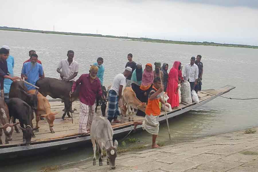 People using boat to carry cattle to the haat from Leather Ghat to Itna upazila as ferry services have been suspended in Kishoreganj district -UNB photo
