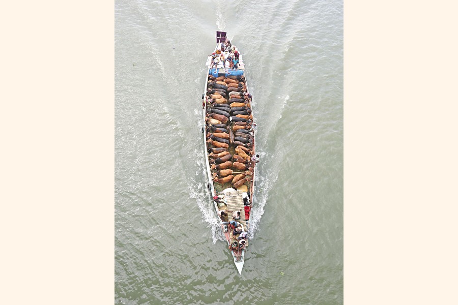 A trawler packed with cows is heading for a makeshift cattle market in Dhaka. The cattle coming this way from different parts of the country help meet the capital's demand for sacrificial animals during the Eid-ul-Azha. The photo was taken from the Buriganga at the Postagola Bridge point. —FE photo