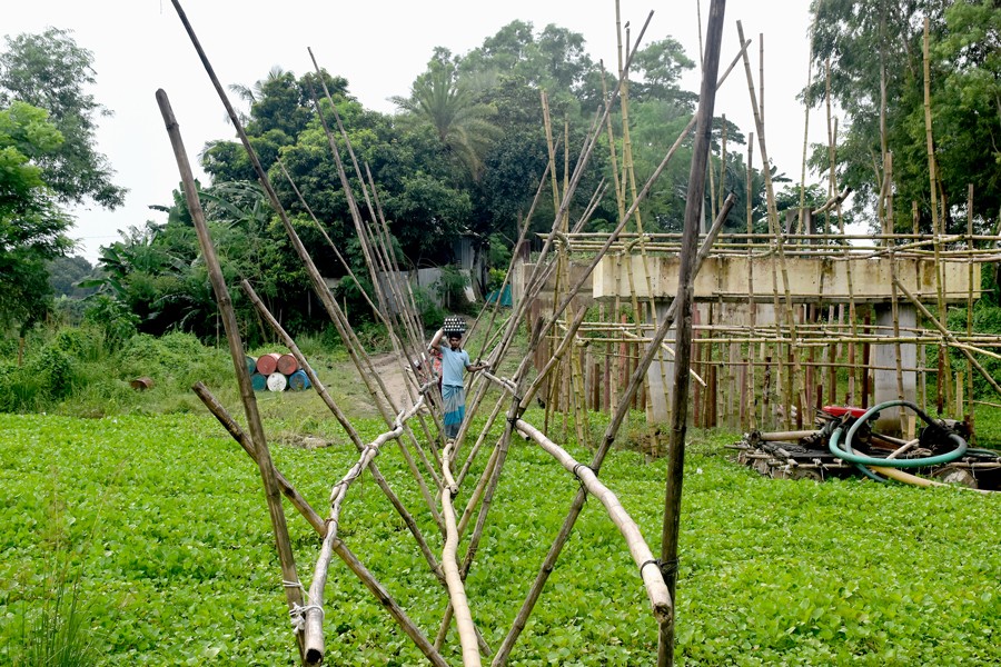 The photo shows a boy taking the risk of crossing a river using a makeshift bamboo bridge at the site of a half-built bridge at Tarail village in Ghior upazila of Manikganj district-FE Photo