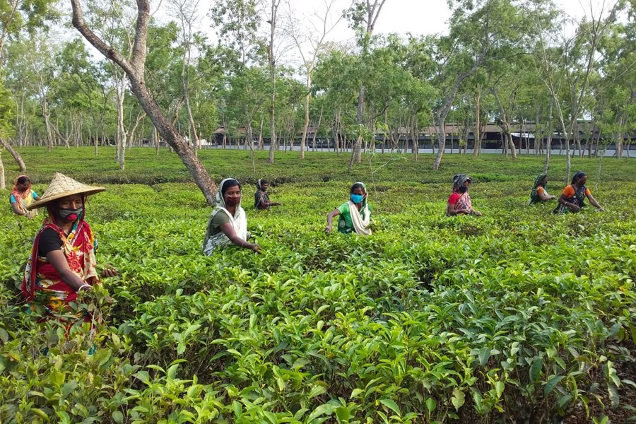Female workers plucking tea leaves from a garden in Moulvibazar district — FE photo