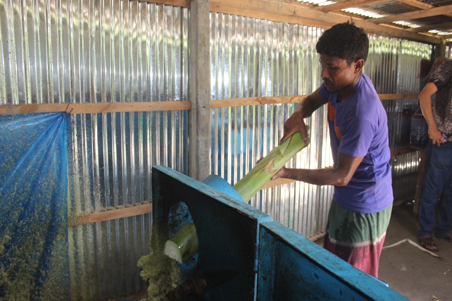 The photo shows a villager processing cattle feed out of banana stalk by using a machine at Haripur Union of Sundarganj Upazila, Gaibandha. - FE Photo