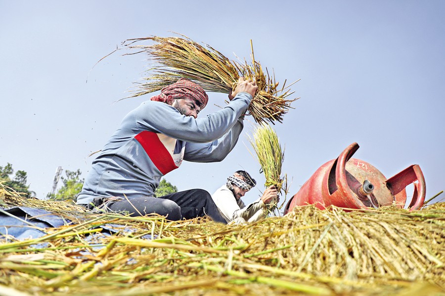 Farmers are busy threshing paddy in Nimtali, Munshiganj, marking the start of Aman harvest. The air is filled with the rhythmic sound of rice sheaves being beaten to separate the grain. The photo was taken on Tuesday — FE photo by Shafiqul Alam