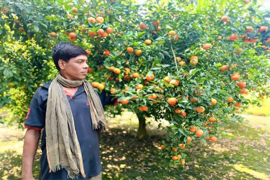 Habibur Rahman stands next to an orange tree at his orchard of Chinese oranges in Begampur village of Jhenaidah's Maheshpur. - FE Photo