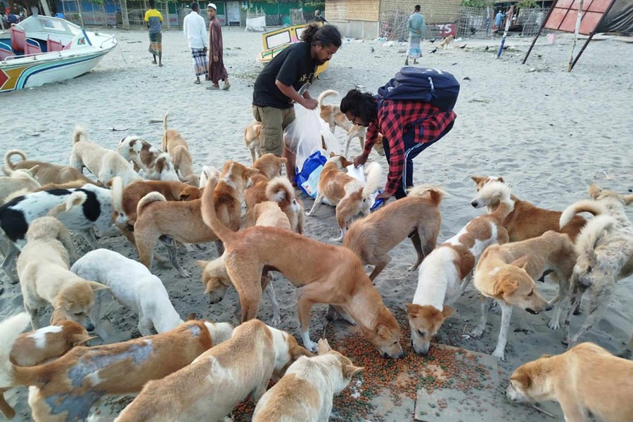 The photo shows volunteers feeding stray dogs on the western side of Saint Martin's Island- FE Photo