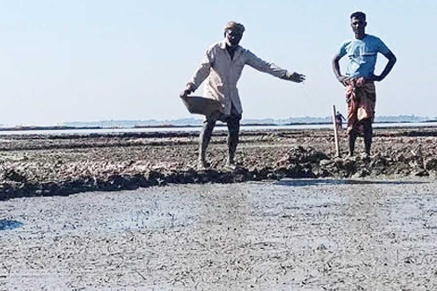Farmers preparing Boro seedbeds in a field at Kandigaon in Golapganj upazila of Sylhet district. — FE Photo