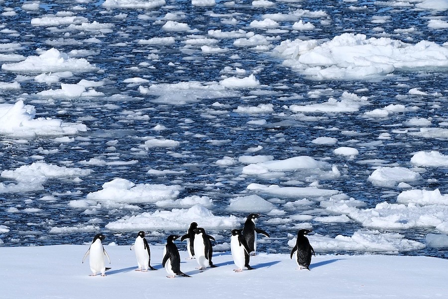 Adelie penguins stand on a block of floating ice at Yalour Islands in Antarctica, Monday, Nov. 24, 2025. (AP Photo/Mark Baker)