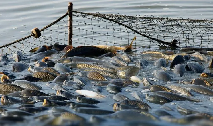 Fisheries industry set for 20pc exemption on electricity