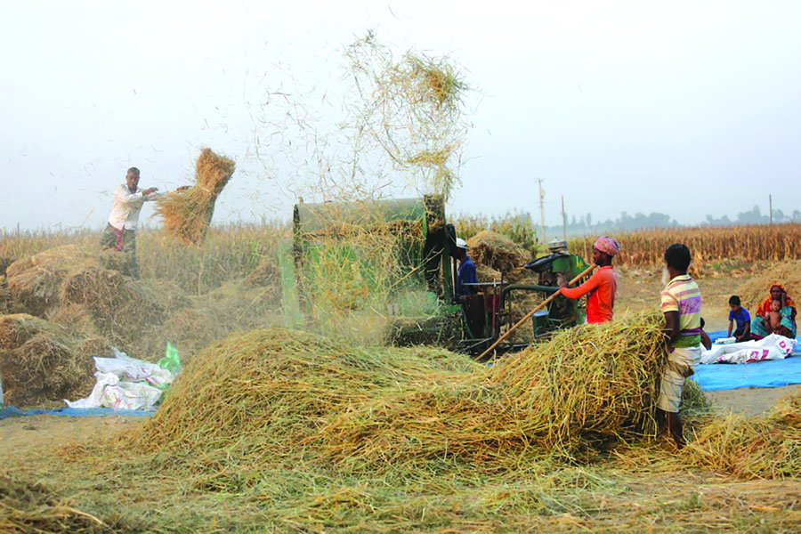 Farmers use a threshing machine to harvest the rice in Natore, Bangladesh on May 3, 2024 —Xinhua Photo