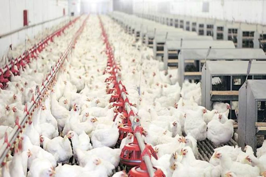 Young and old in Barishal join contract broiler farming