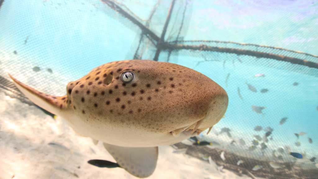 A juvenile Indo-Pacific leopard shark swims inside a sea pen installed off the pier ahead of its release into the wild at Maiton Island, in Phuket, Thailand, Dec 6, 2025. REUTERS