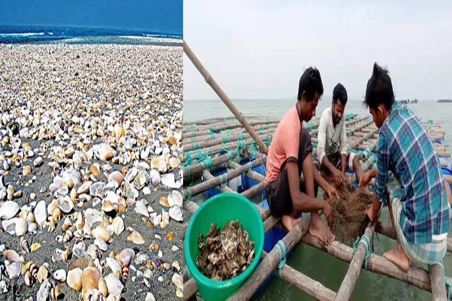 A view of snails on sea beach (left) and farmer busy sorting out oysters at the jetty in Moheshkhali upazila of Cox's Bazar district — FE Photos