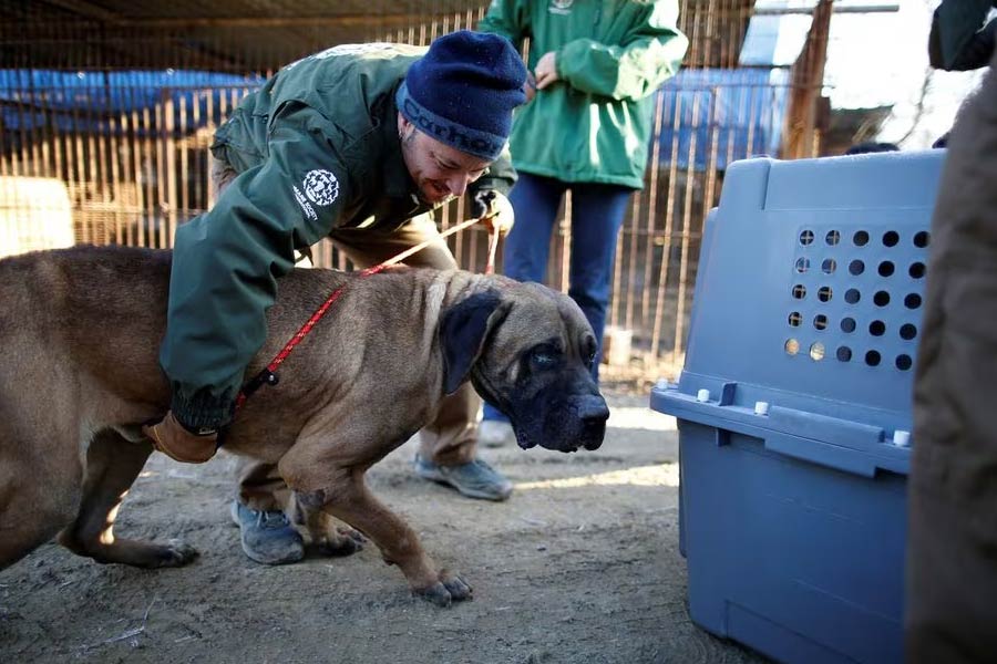 Workers from Humane Society International rescuing a dog at a dog meat farm in Wonju of South Korea on January 10 in 2017 –Reuters file photo