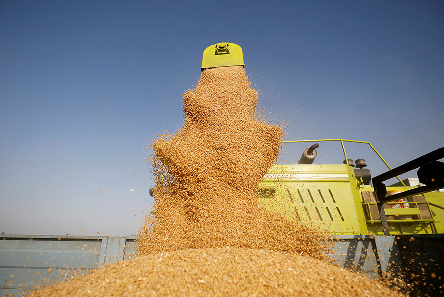 A combine deposits harvested wheat in a tractor trolley at a field on the outskirts of Ahmedabad, India on March 16, 2022 — Reuters/Files