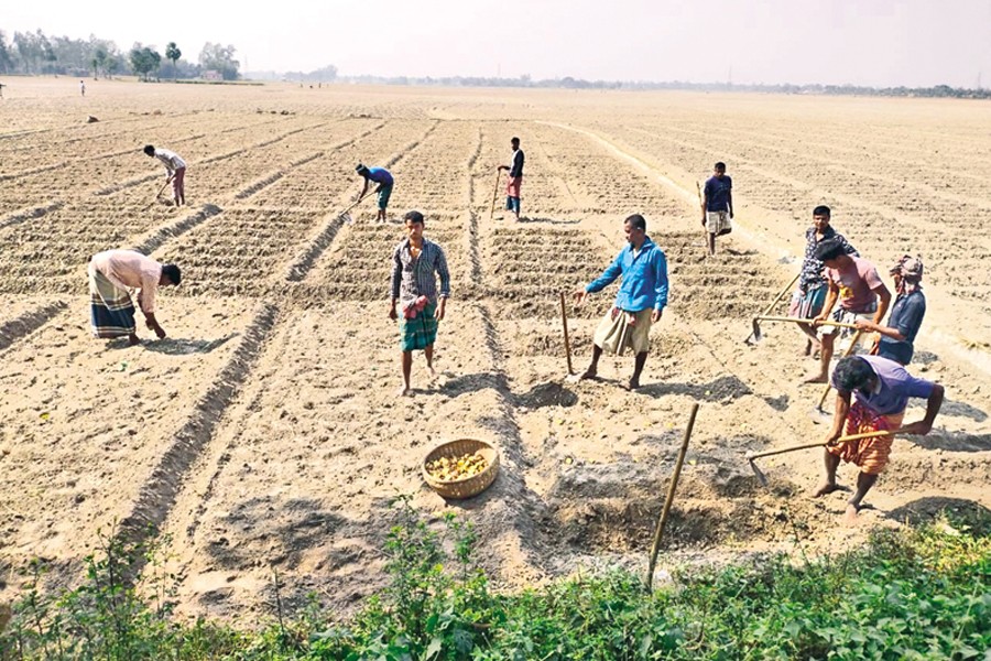 Farmers preparing the soil for potato seeds at Shabgram, Bogura, September, 2023 — Courtesy: WeGro