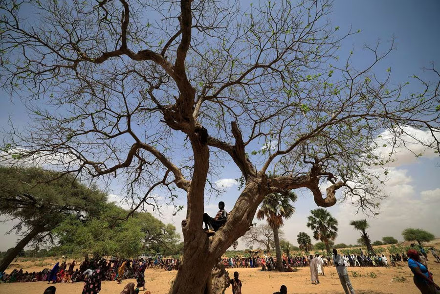 A Sudanese refugee boy who fled the violence in Sudan's Darfur region sits on a tree branch while other refugees wait to receive jerrycans and water tarp from UNICEF, near the border between Sudan and Chad in Koufroun, Chad May 10, 2023.