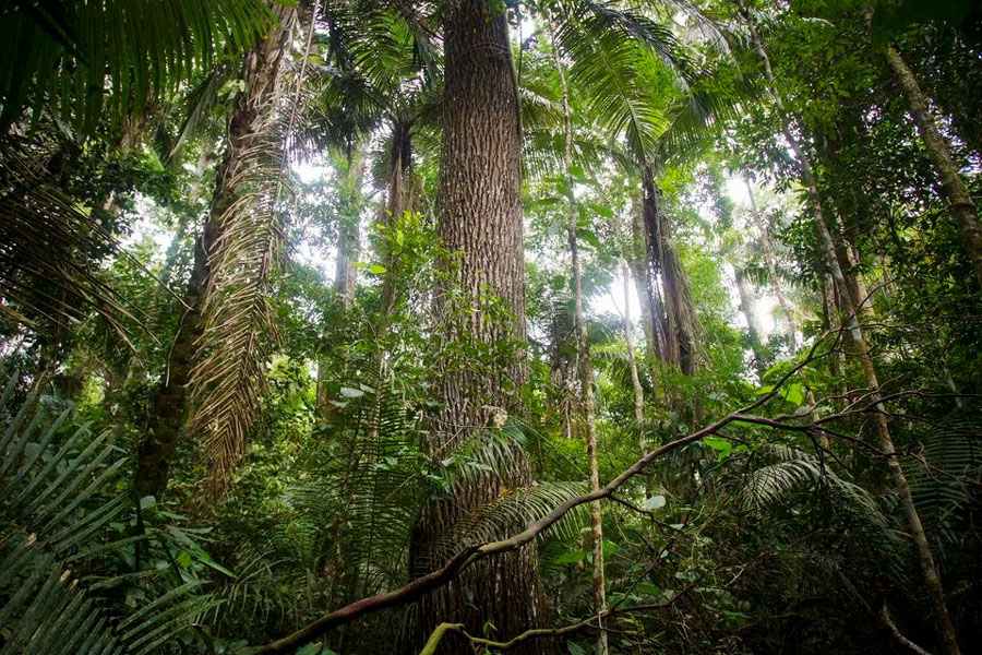 A rubber tree is seen at the Manu National Park in Peru's southern Amazon region of Madre de Dios July 17, 2014.