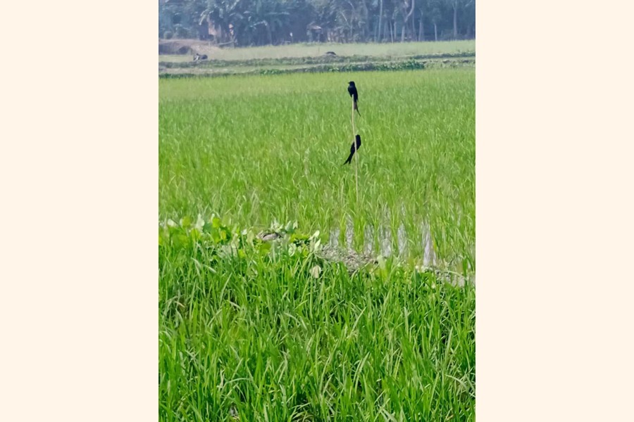 Farmers use a perching method in their paddy fields at Golabaria in Sadar upazila of Gopalganj. The photo was taken on Monday