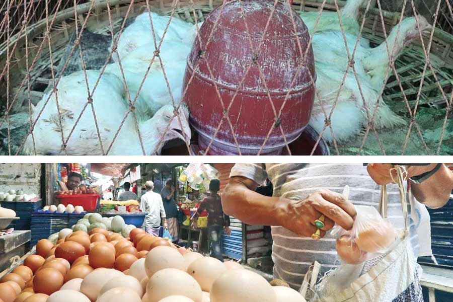 Poultry farmers, traders fear losses as chickens die, eggs rot in