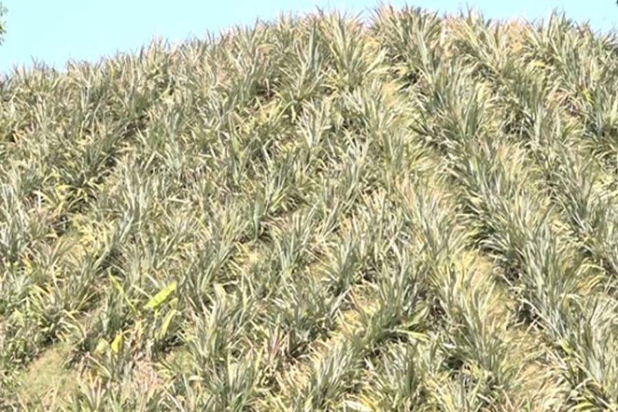 Pineapple farming on a hillock of Srimangal shows good production of the crop —FE Photo