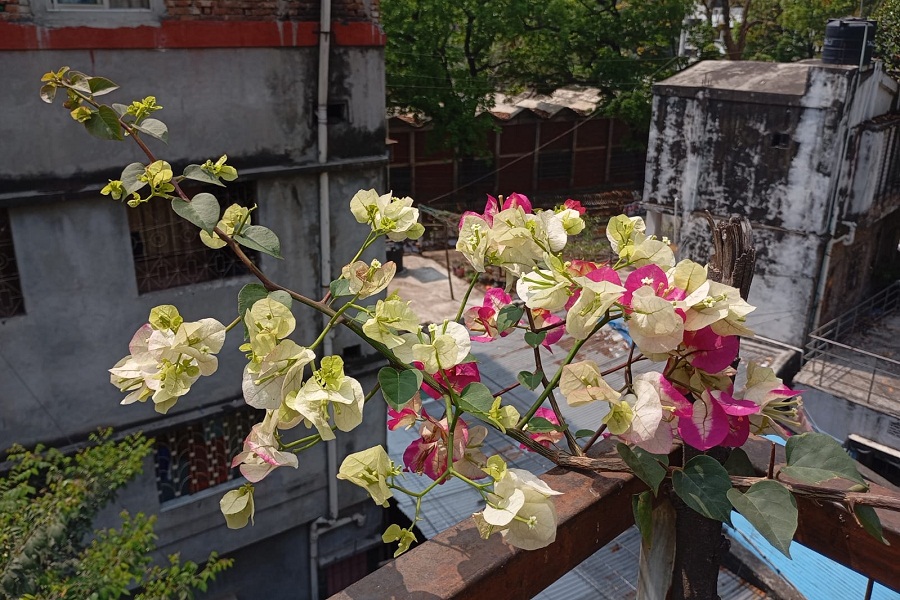 Several plants thrive indoors, making gardening feasible even in small apartments