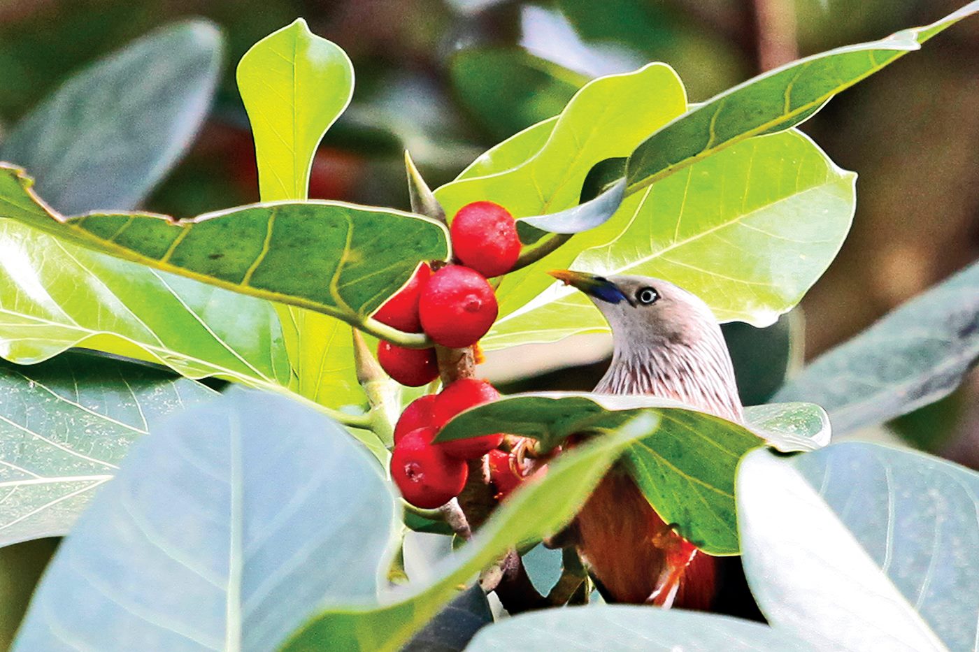 FE Photo by Shafiqul Alam