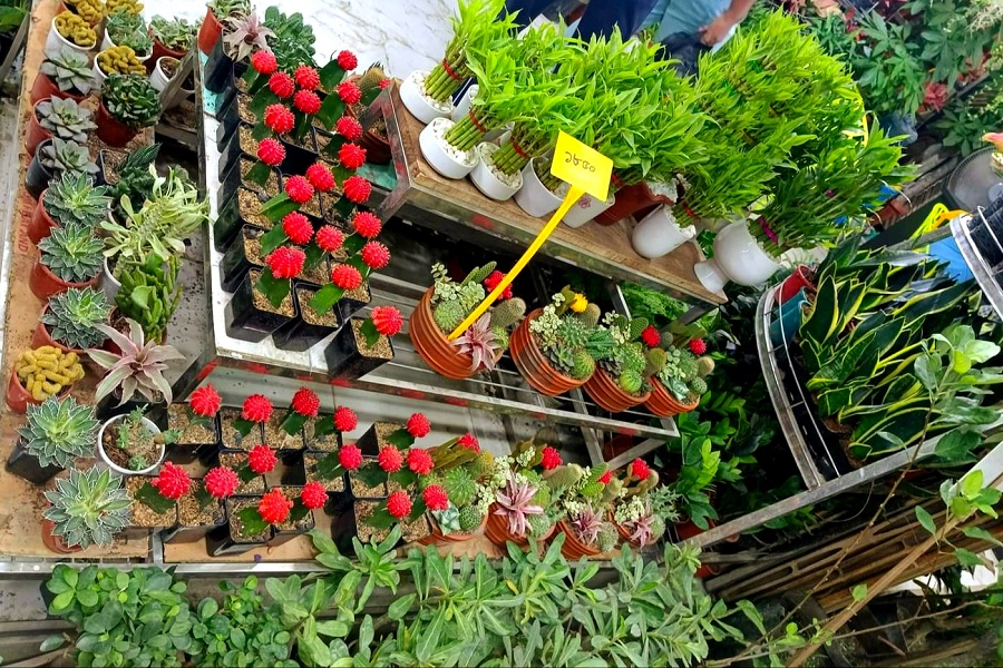 The fair is also the best place for ornamental plants