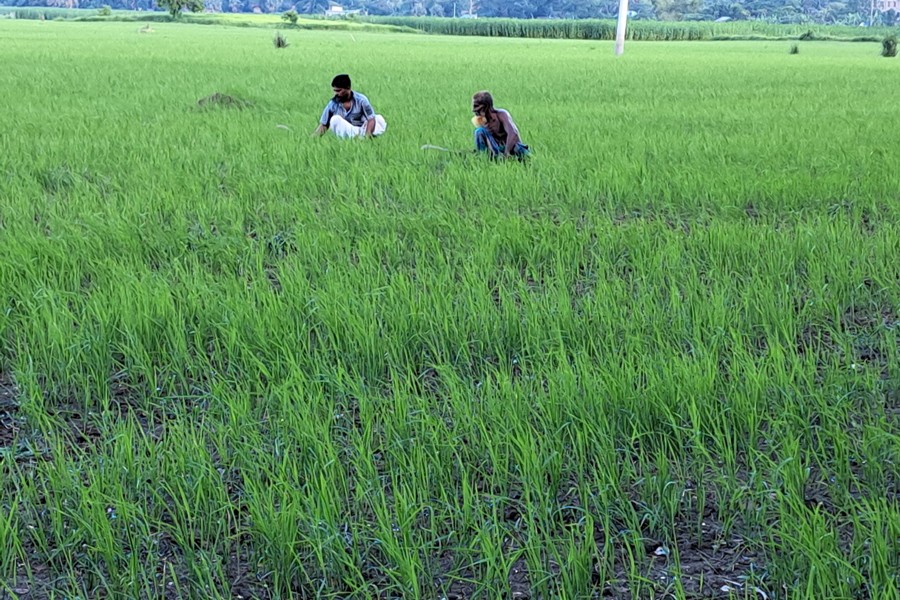 Farmers take care of their Aus field at Paikerdanga village under Suktail union in Sadar upazila of the district