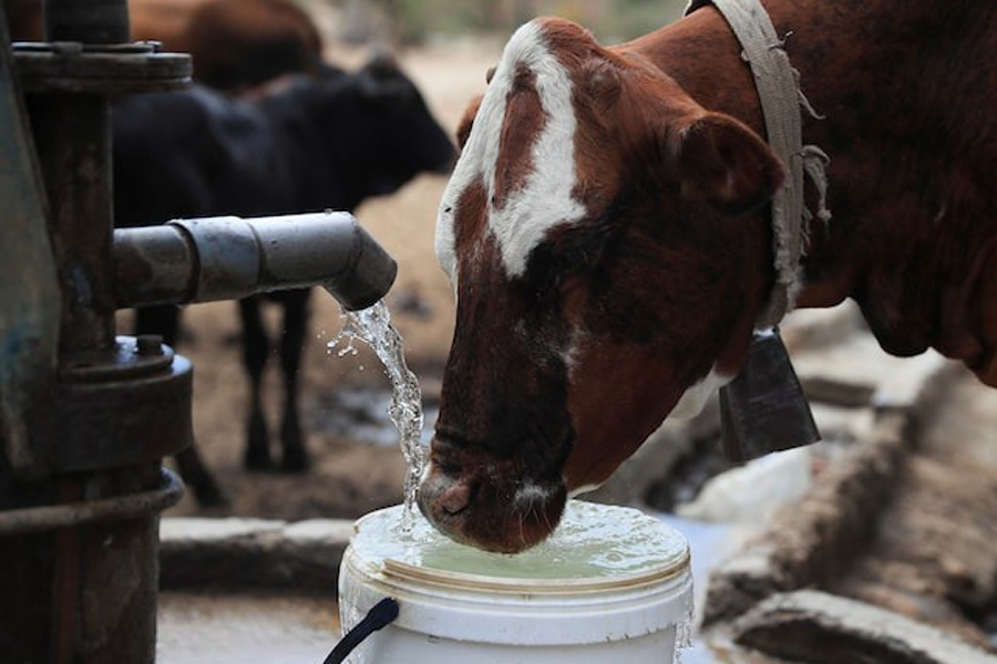 Villagers help their livestock with drinking water from a borehole, as Zimbabwe is experiencing an El Nino-induced drought, resulting in malnutrition among children under the age of five, pregnant and lactating women, and adolescents, in Mudzi, Zimbabwe July 2, 2024.