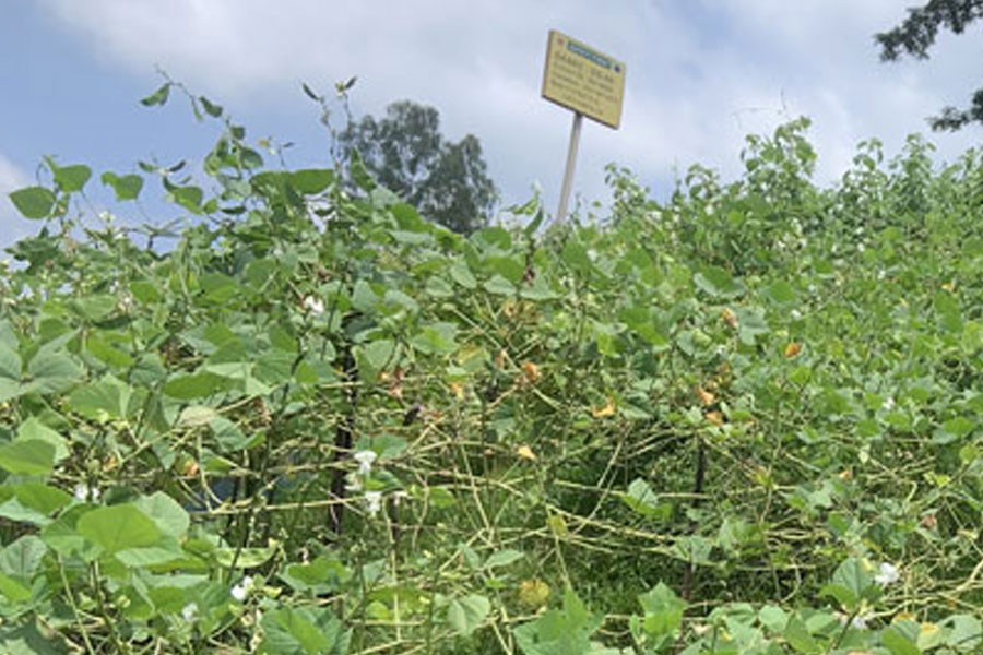 A partial view of a plot of summer bean in Nabiganj upazila of Habiganj