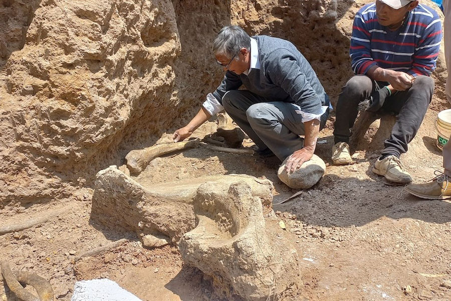 Engineer and mastodon researcher Oscar Diaz cleans remains of an Ice Age mastodon, believed to be between 11,000 and 12,000 years old, in Chambara, Peru September 5, 2024.
