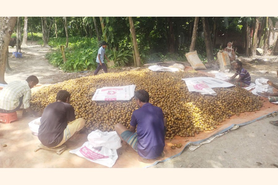 Traders sorting out preserved betel nuts at a village near Borobari Hat under Sadar upazila of Lalmonirhat district