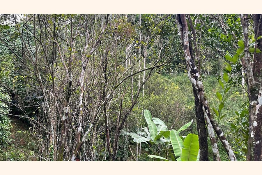 Some orange plant infected with a new disease in Juri upazila of Moulvibazar district