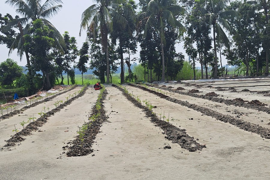 A female farmer of Nalua village under Kalabari union of Kotalipara upazila in Gopalganj is busy now planting tomato saplings