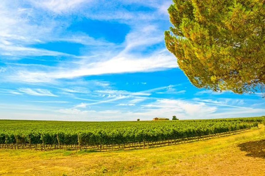 Vineyard in Chianti, Tuscany, Italy.Alamy via Reuters Connect