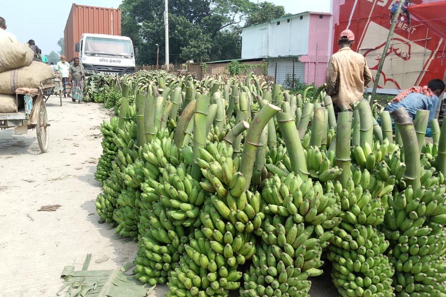 The photo shows piles of banana at Fasitla makeshift market on Dhaka-Rangpur highway in Gobindaganj upazila of Gaibandha district