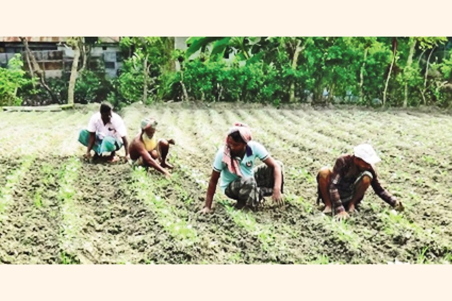 Farmers are cultivating cauliflower, a winter vegetable, in a field in Dumuria village of Chandpur's Kachua Upazila