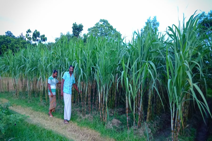 A sugarcane field in Kasiani upazila, Gopalganj — FE Photo