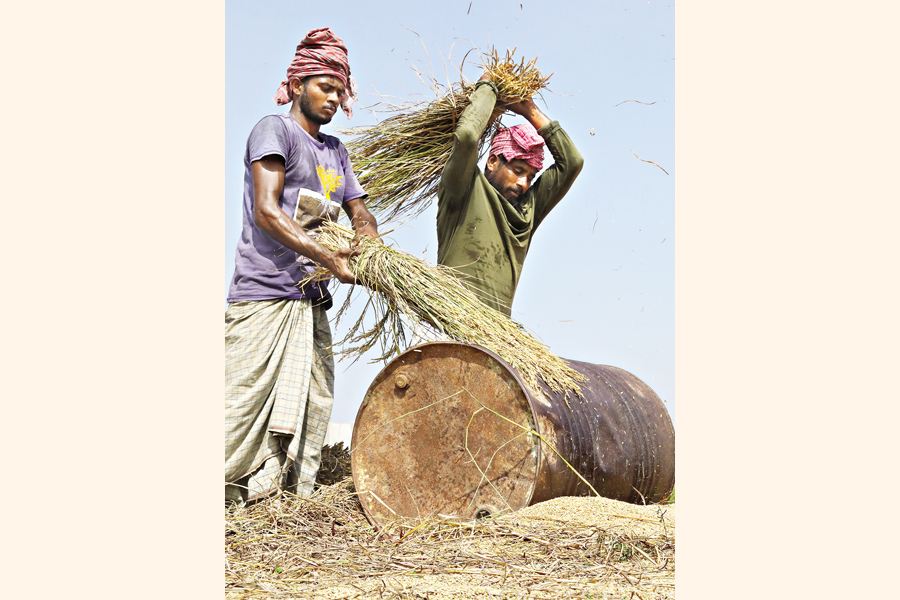 Farmers are husking paddy — FE File Photo