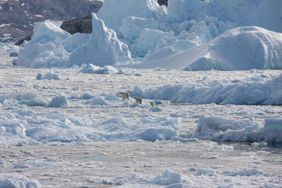 A polar bear family group, consisting of an adult female and two cubs, crosses glacier ice in Southeast Greenland in this handout photograph taken in September 2016.