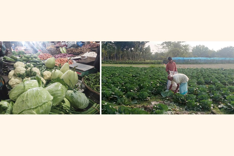 A display of a wide range of vegetables pictured at a kitchen market in Lalmonirhat district (left) and farmers collecting their produced cabbages in a field at Ranipukur in Mithapikur upazila of Rangpur district